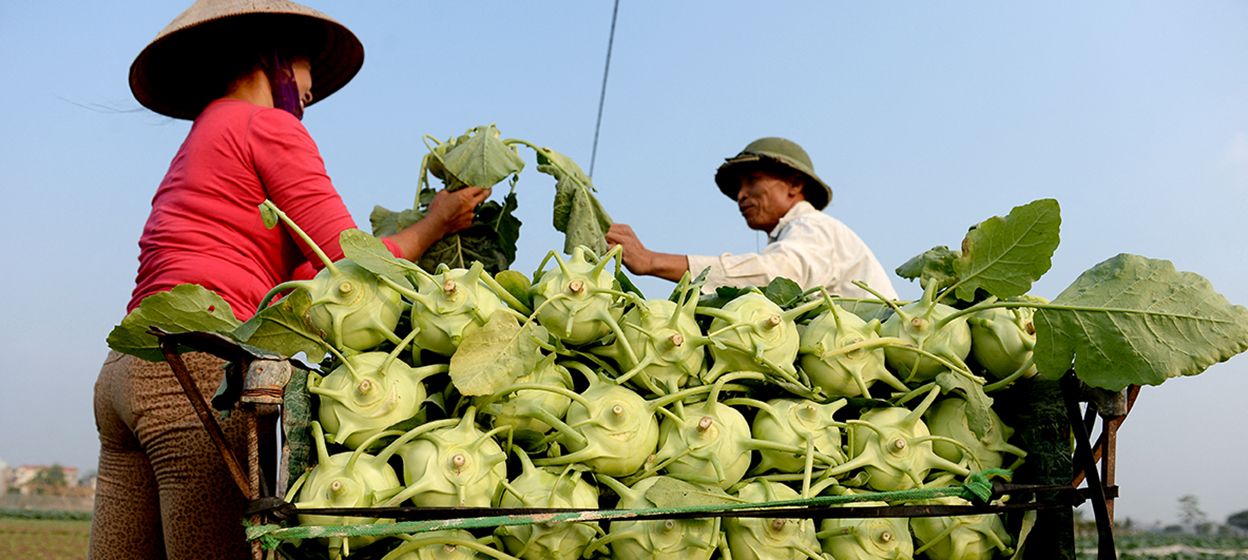 Farmers harvesting cabbage on a field on the outskirts of Hanoi.
