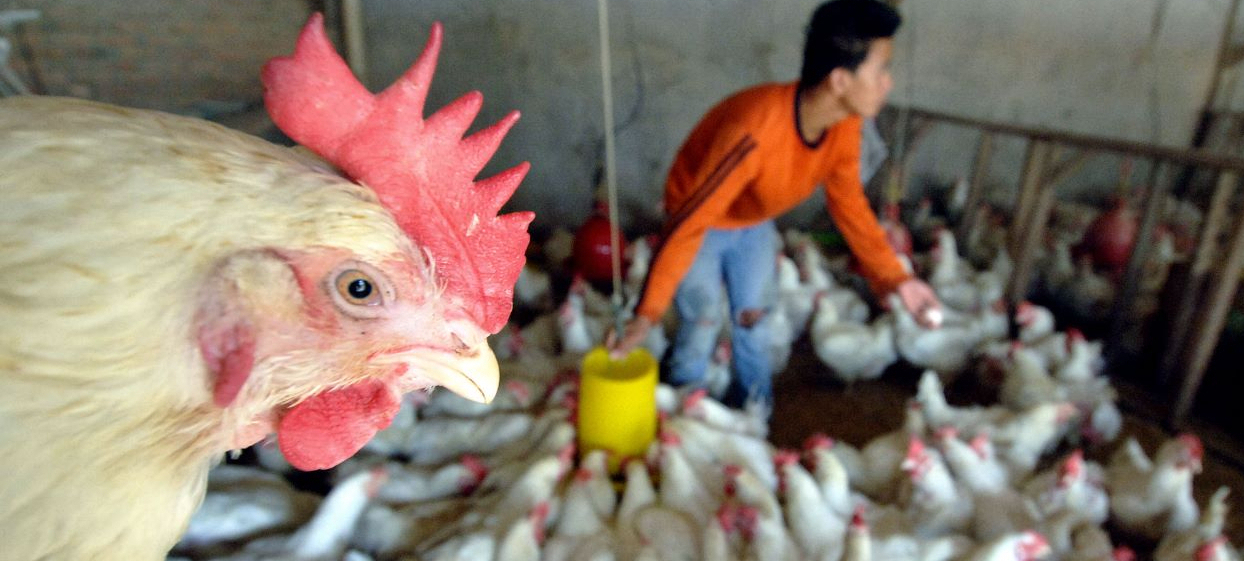 Chicken farm in Jakarta